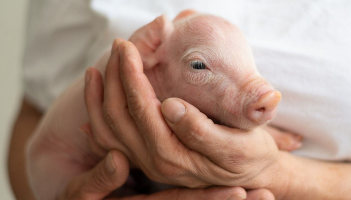 Especialista En Bienestar De Mascotas Y Animales De Granjas